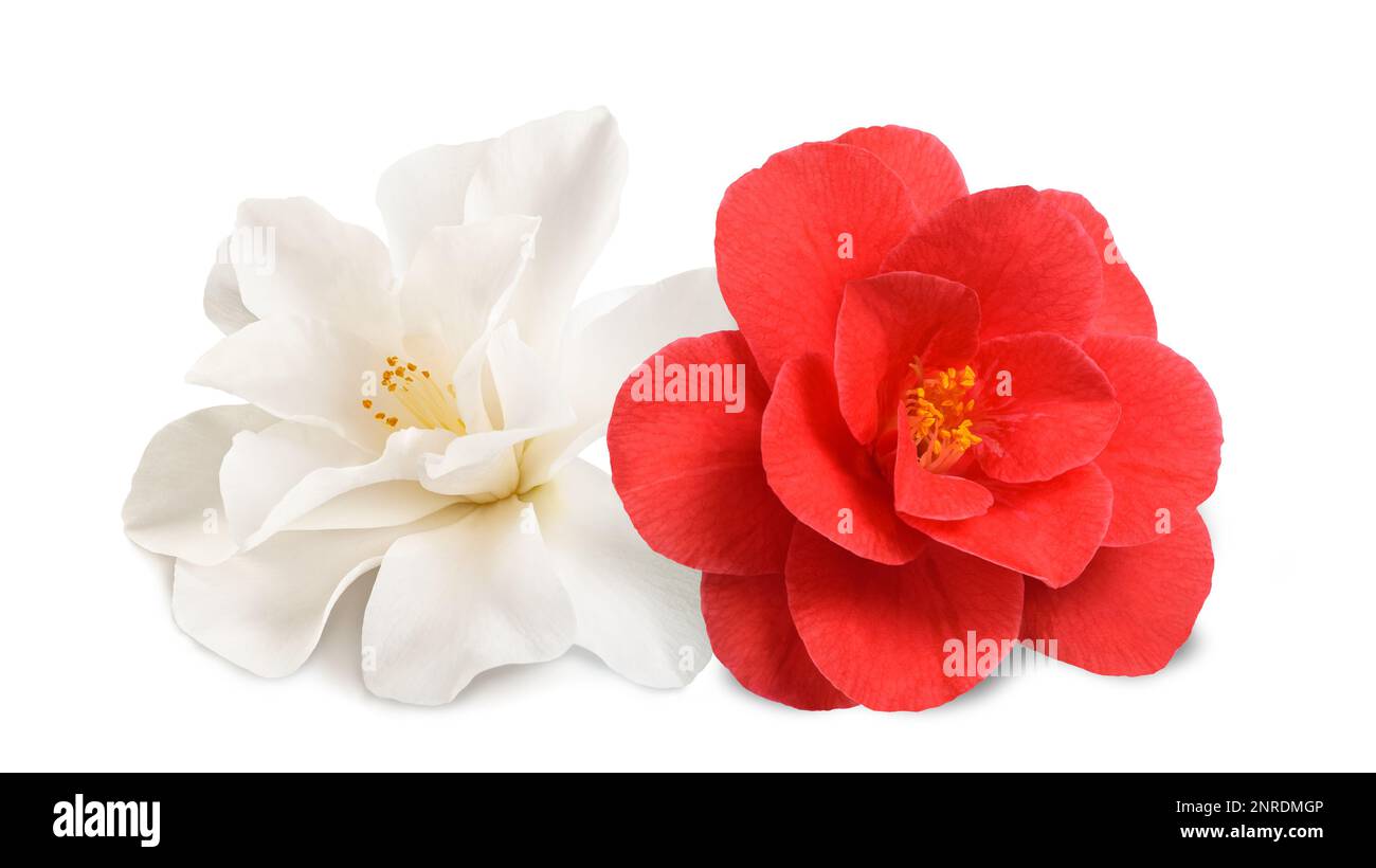 White and red  Camellia Flowers  Isolated on White Background Stock Photo