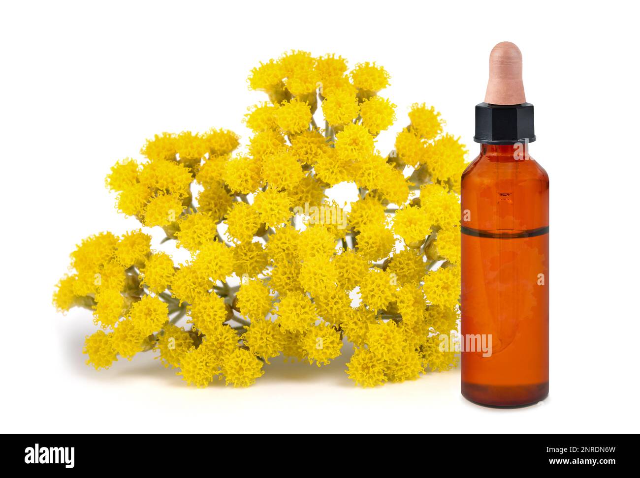 Helichrysum essence with  flowers isolated on white background Stock Photo