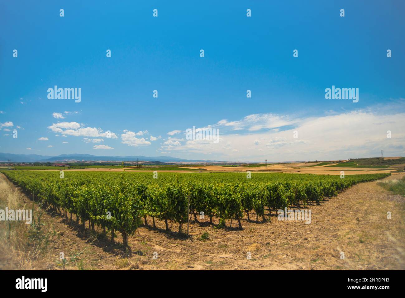 Vineyard of the famous Rioja alta wine at the Ebro valley Stock Photo