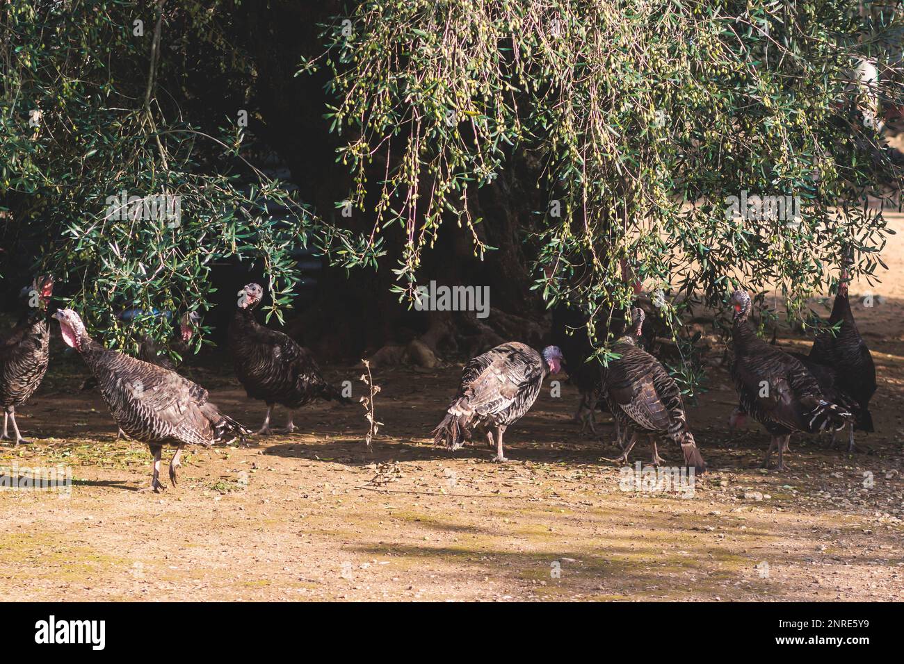View of bronze and black turkey flock on a farm, brood turkeys on