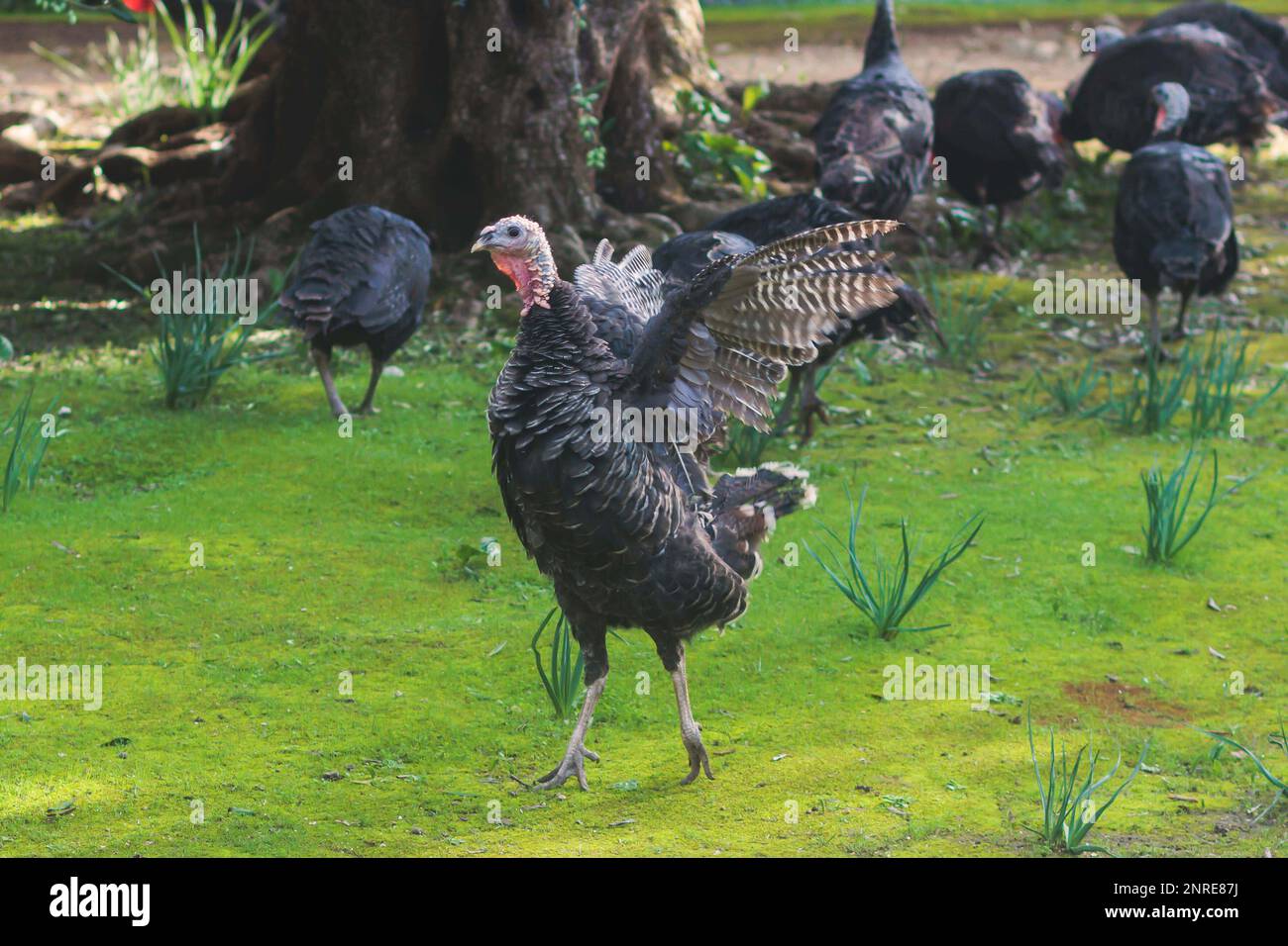 View of bronze and black turkey flock on a farm, brood turkeys on