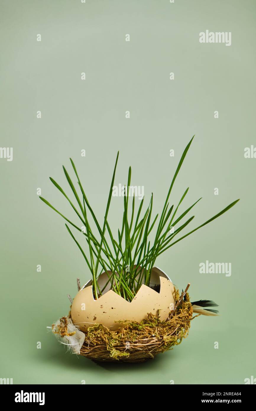 Green wheat sprouts in broken egg shells in the nest. Easter decorations. Easter egg. Spring composition. Natural Easter eggs with wheat grass. Stylis Stock Photo