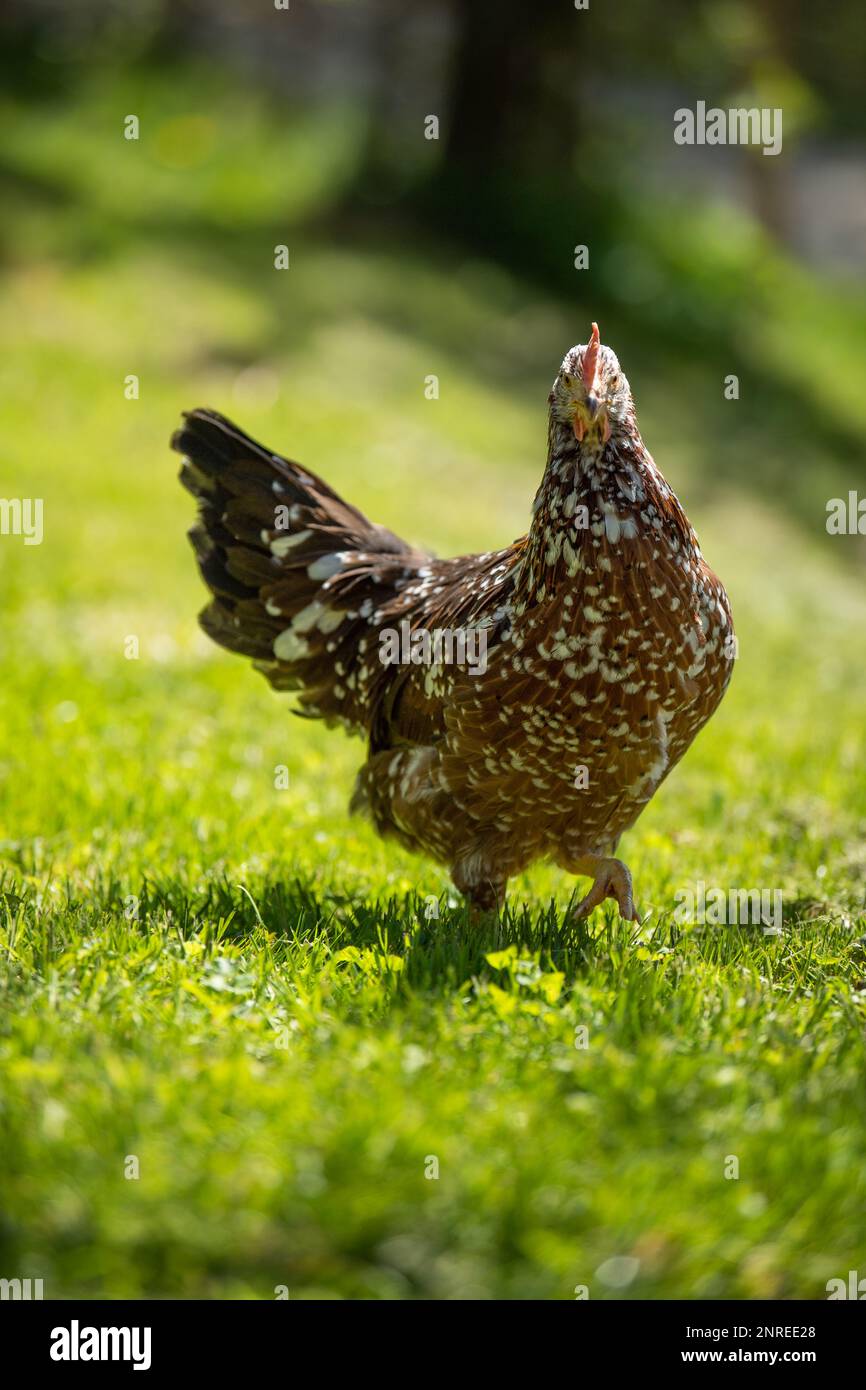 Farmyard farmyard rooster hi-res stock photography and images