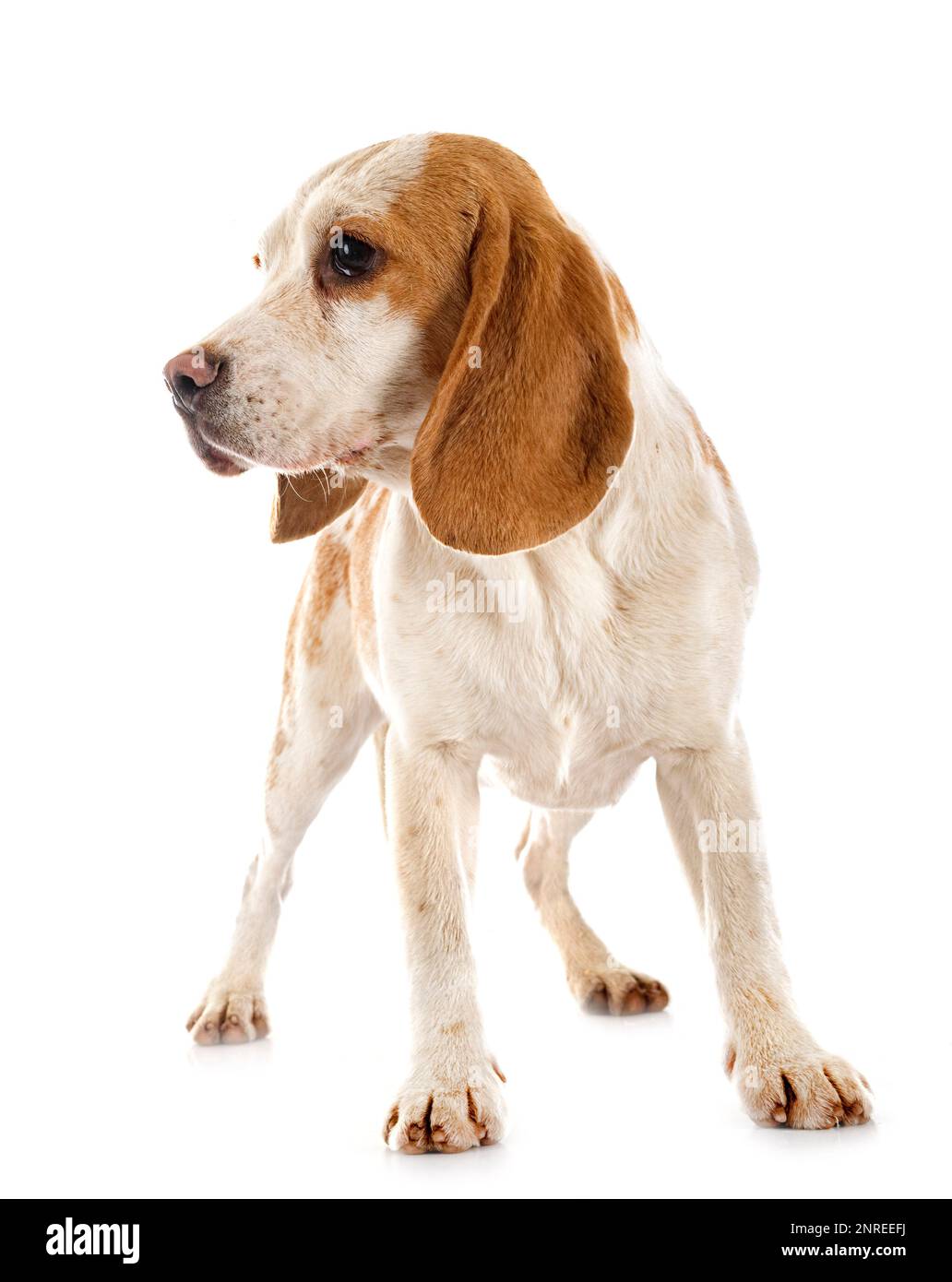 young beagle in front of white background Stock Photo - Alamy
