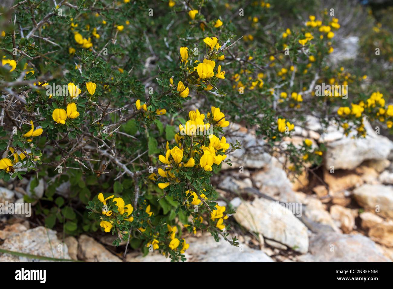 Calicotome villosa, also known as hairy thorny broom and spiny broom, is a small shrubby tree native to the eastern Mediterranean region Stock Photo