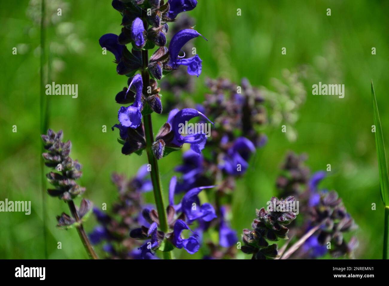 Close up of a butterfly lavender (Lavandula stoechas pedunculata). The flower is dark blue. It grows in nature, at the edge of a path. Stock Photo