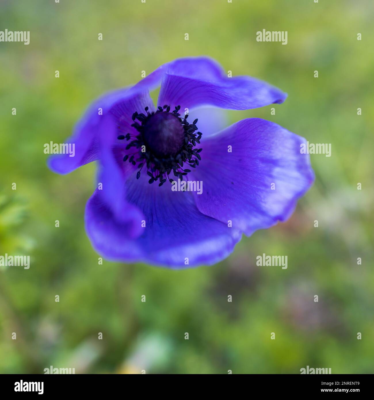 Blue anemone is blossoms on Mount Carmel in February in Israel. Stock Photo