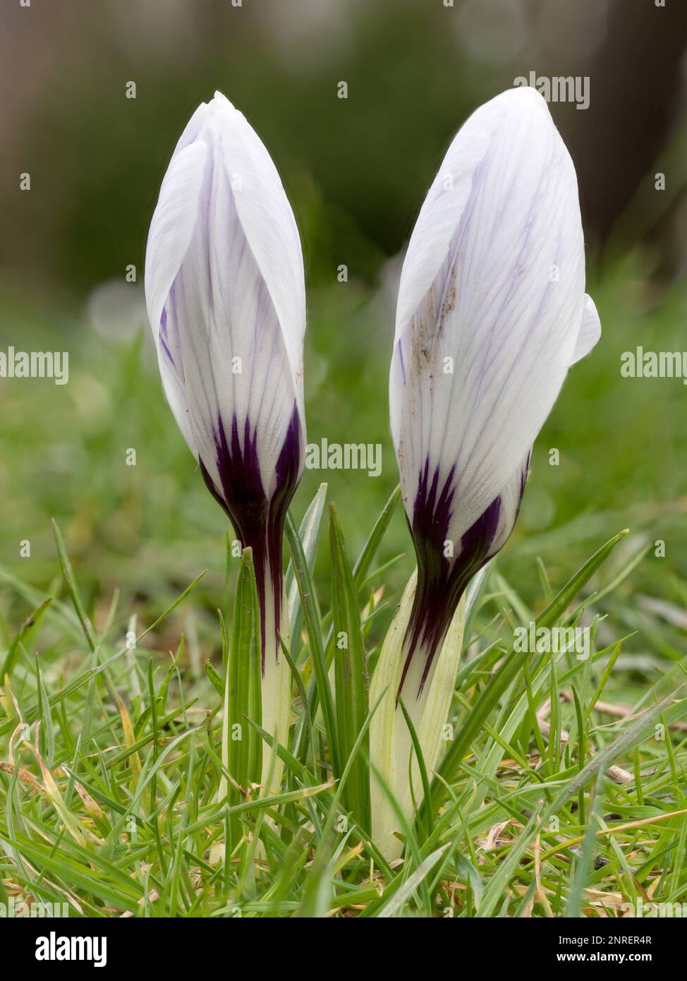 A pair of white Crocuses growing amongst grass Stock Photo