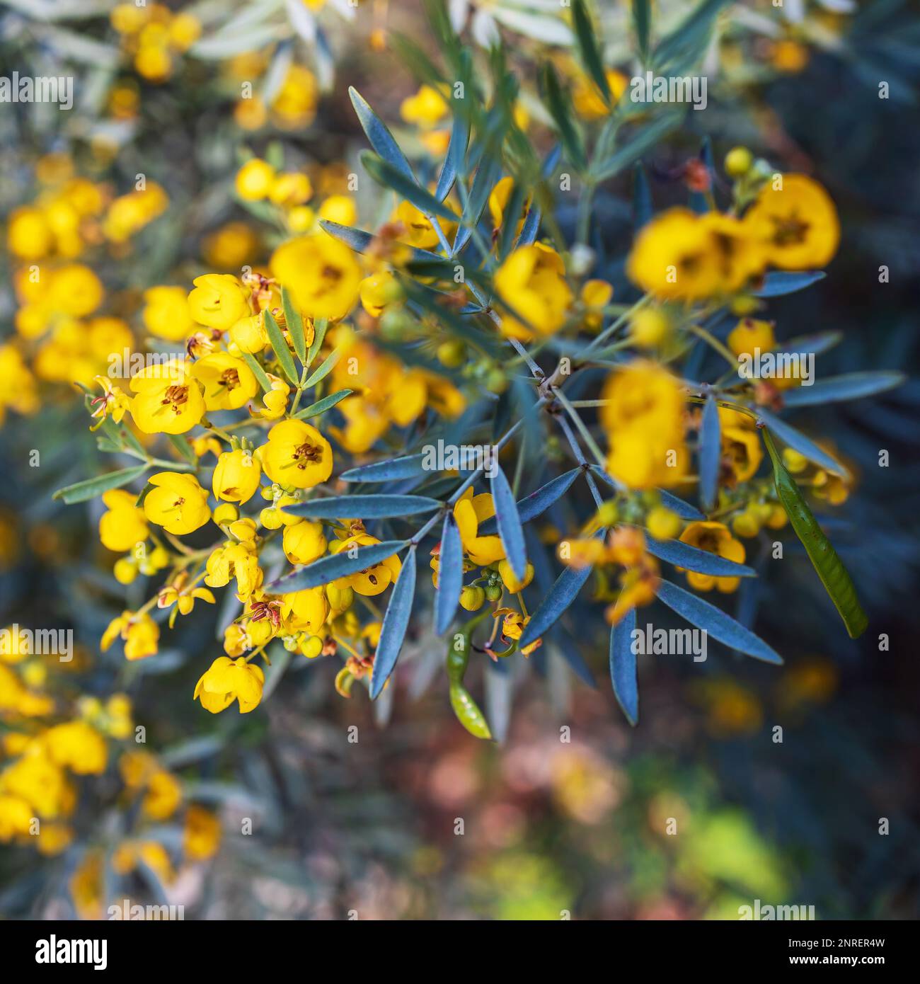 Senna artemisioides, the wormwood senna, is a species of flowering plant in the pea family Fabaceae. Square frame Stock Photo