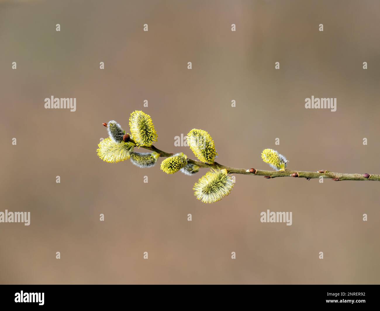 Catkins of a Sallow, (Salix caprea) commonly known as Pussy Willow Stock Photo