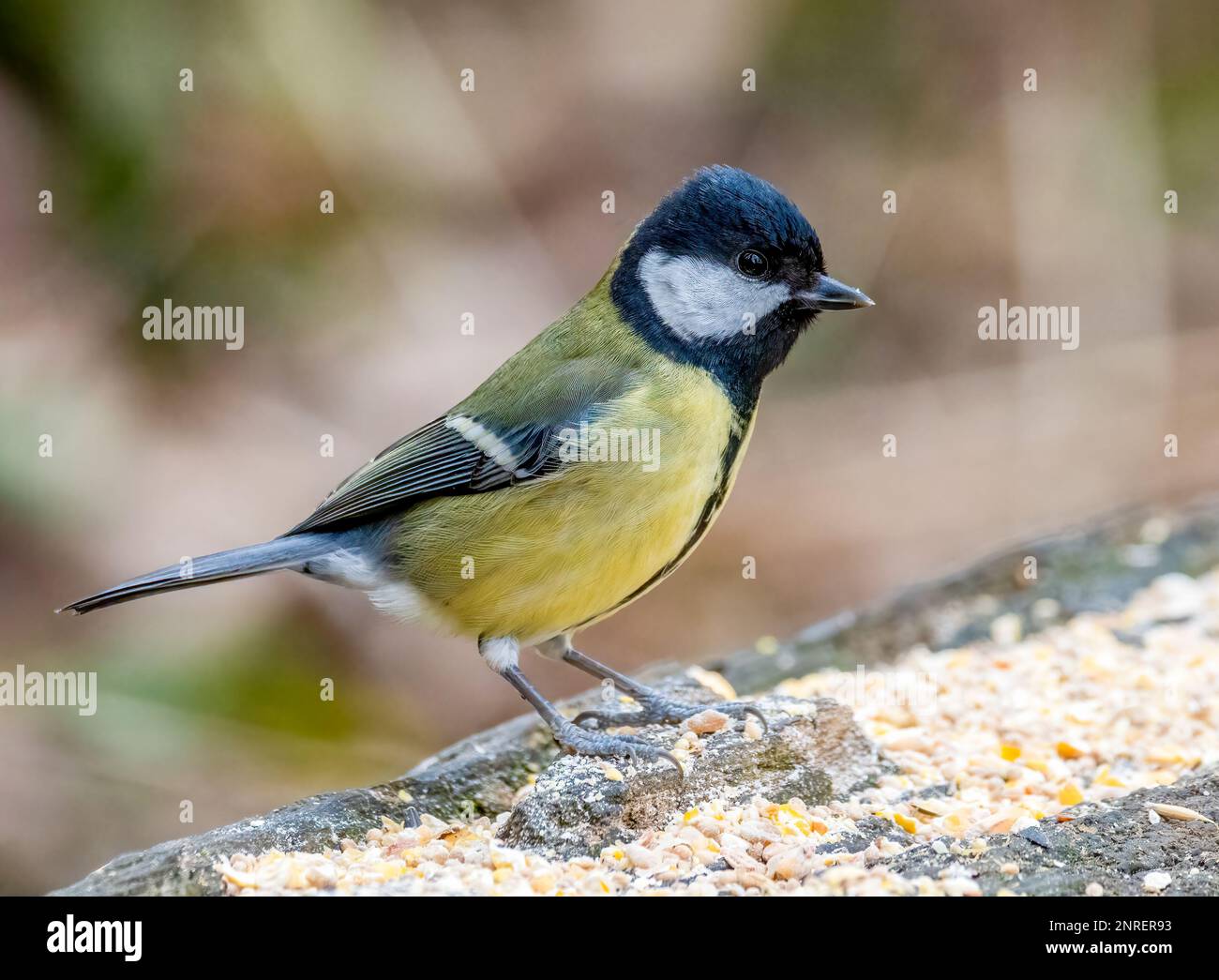 Blue Tit, (Cyanistes caeruleus), feeding from seed placed on an old log Stock Photo