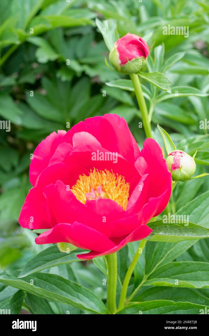 Paeonia Merry Mayshine, Peony Merry Mayshine,  single deep crimson-red flower, Saunders hybrid Stock Photo