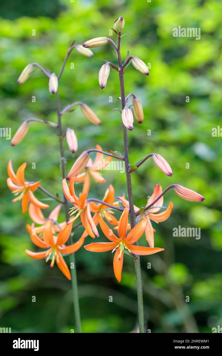 Lilium Martagon Orange Marmalade, tiger Lily, marathon lily, common turks cap lily, bulbous perennial, star-shaped tangerine-orange flowers, Stock Photo