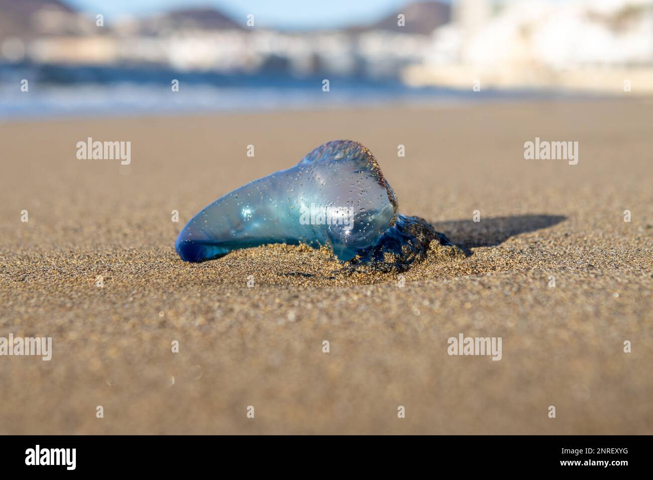 Portuguese Caravel Jellyfish