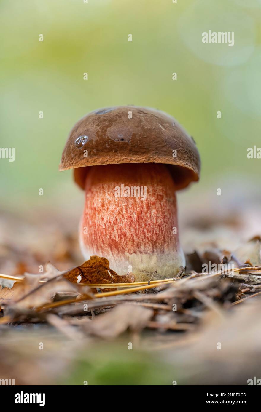 A closeup of a fresh scarletina bolete mushroom (Neoboletus sp.) in autumn Stock Photo