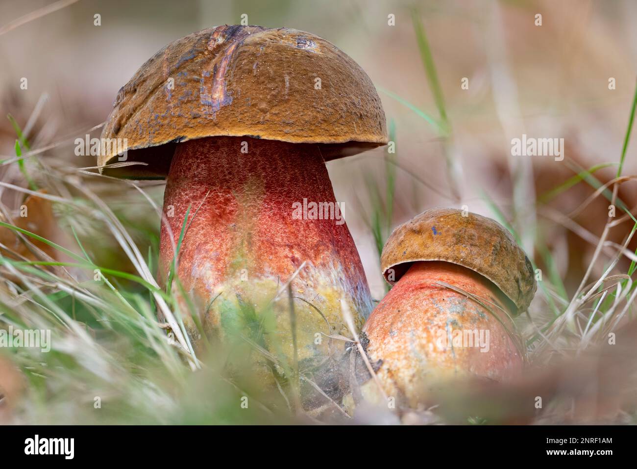 A closeup of two fresh scarletina bolete mushrooms (Neoboletus sp.) in late autumn Stock Photo
