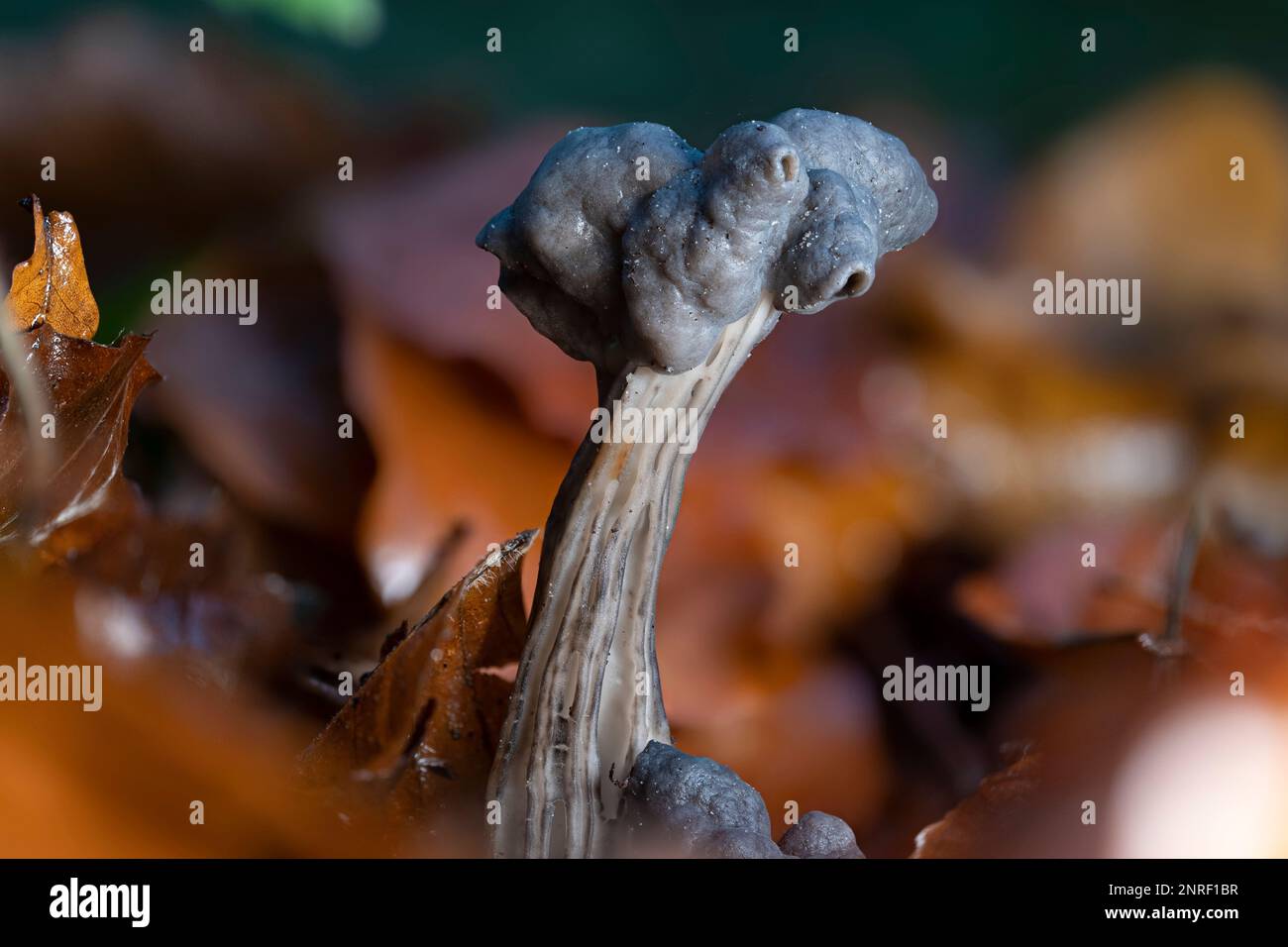 A closeup of a slate grey saddle mushroom (Helvella lacunosa). A poisonous mushroom that appears in autumn. Stock Photo