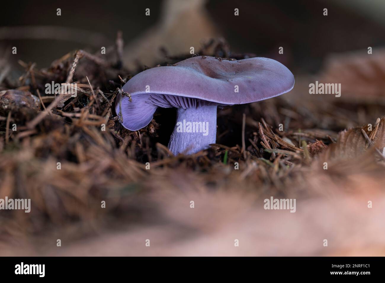 A closeup of a wood blewit mushroom (Lepista nuda). A very common edible mushroom. Stock Photo