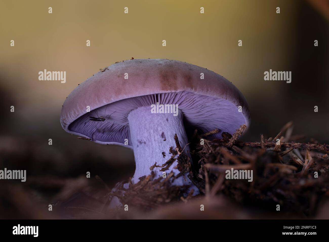 A closeup of a wood blewit mushroom (Lepista nuda). A very common edible mushroom. Stock Photo