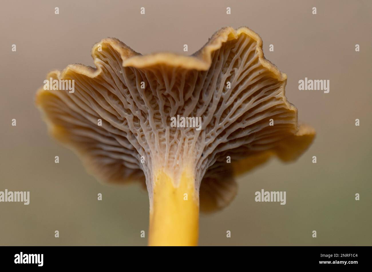 Macro of a funnel chanterelle mushroom (Craterellus tubaeformis) with