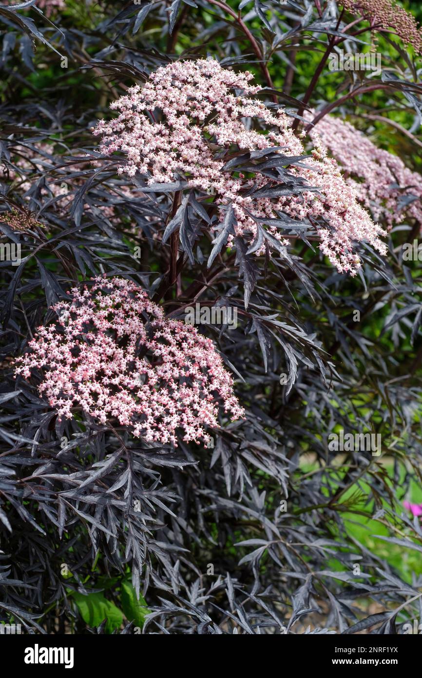 Sambucus Black Lace, elder Eva, deciduous shrub , purplish-black foliage, umbels of pink flowers Sambucus Black Lace, Sambucus nigra porphyrophylla Bl Stock Photo