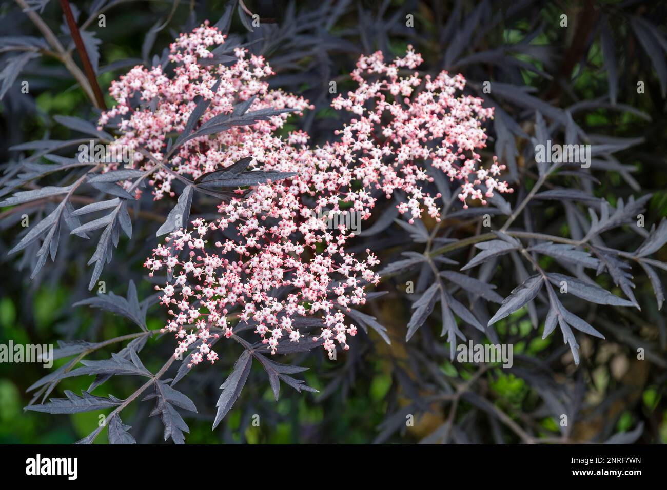 Sambucus Black Lace, elder Eva, deciduous shrub, purplish-black foliage, umbels of pink flowers Stock Photo