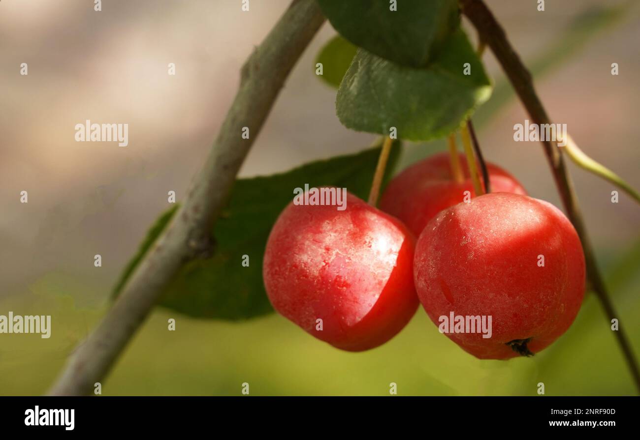 Three red dwarf apples hang on a branch in the summer, close-up on a blurred background Stock Photo