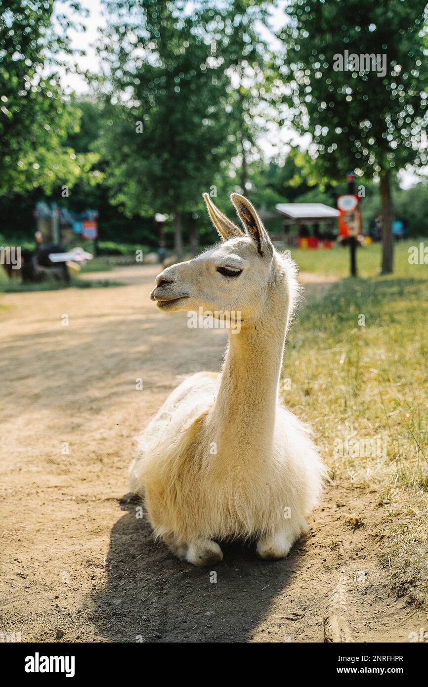 Llama Looking Away While Sitting on Dirt Path at Festival in Summer Stock Photo