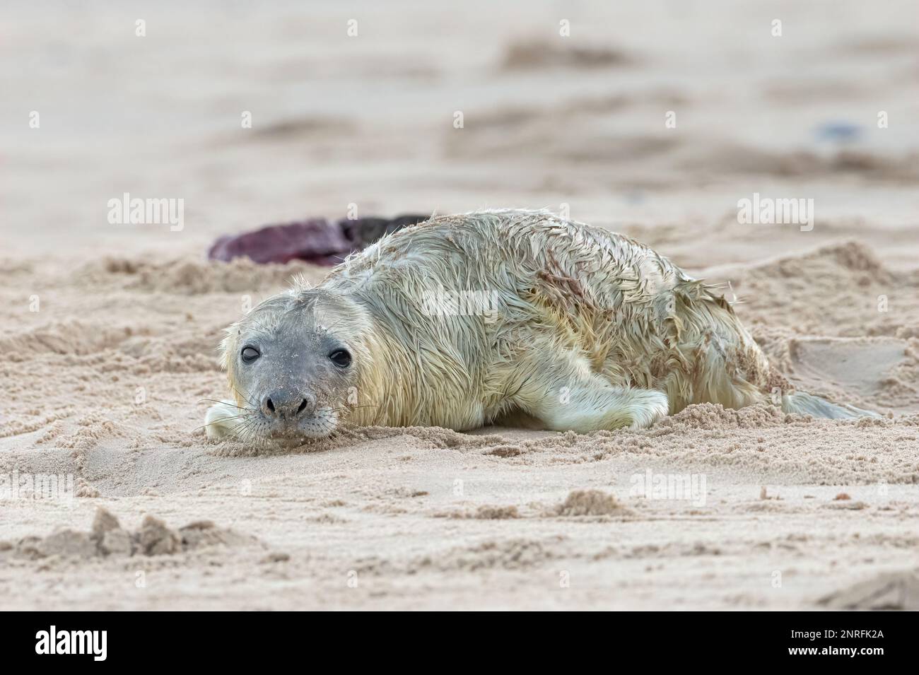 Atlantic Grey Seal, Halichoerus grypus, newborn pup 5 minutes old.  Norfolk  November Stock Photo
