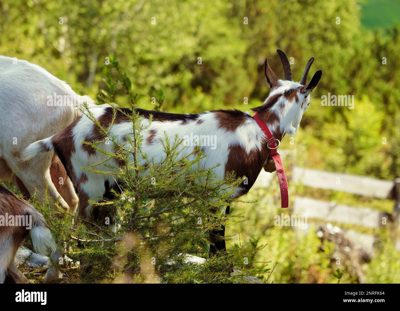 Italian Goat (South Tirol, Italy) Stock Photo