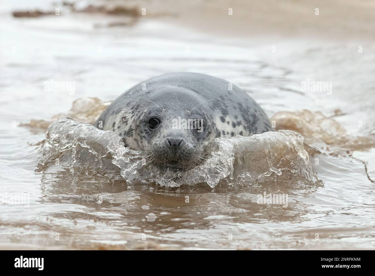 Atlantic Grey Seal, Halichoerus grypus, pup at 6 weeks swimming in a ...