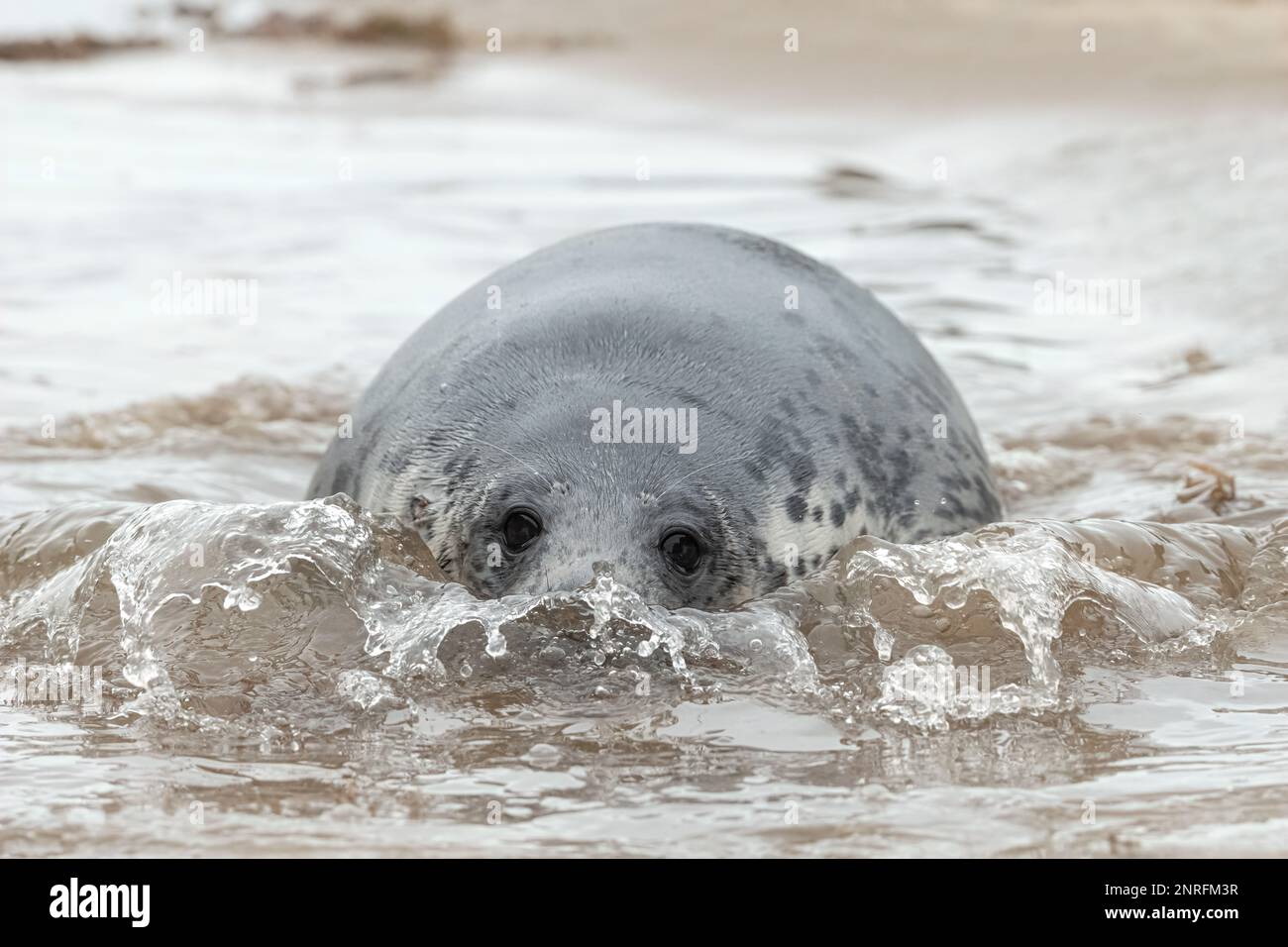 Atlantic Grey Seal pup Stock Photo