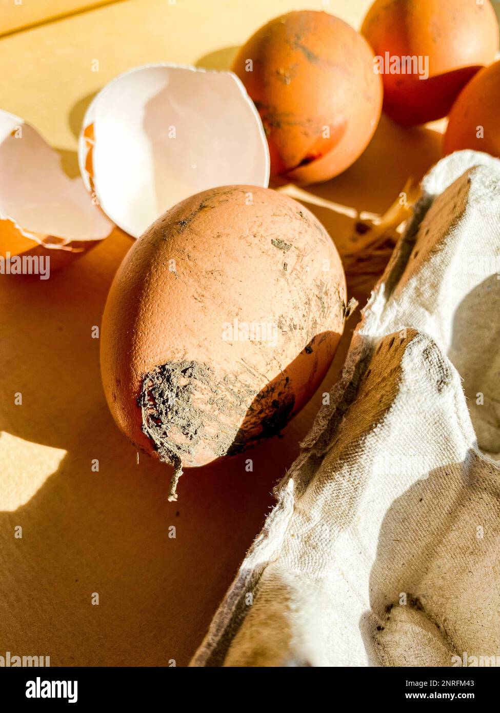 dirty farm chicken eggs and shells Stock Photo Alamy