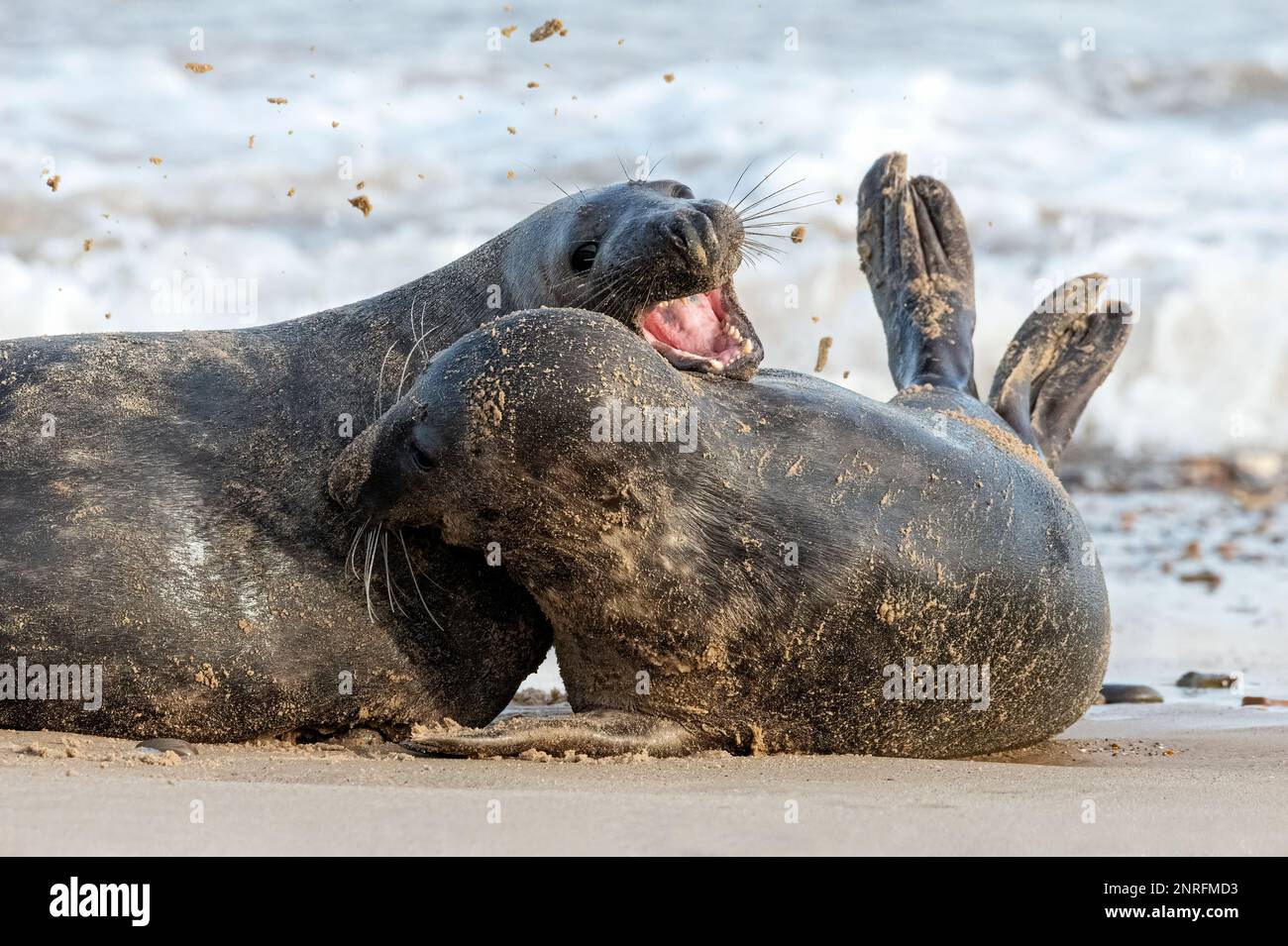 Atlantic Grey Seal, Halichoerus grypus, a pair of juvenile seals courtship play fighting  Norfolk,  November Stock Photo
