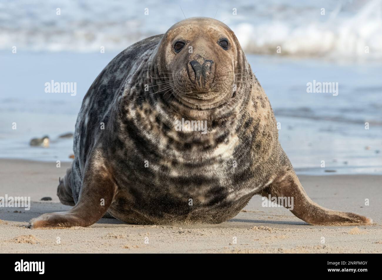Atlantic Grey Seal, Halichoerus grypus, An adult male  Norfolk,  November Stock Photo