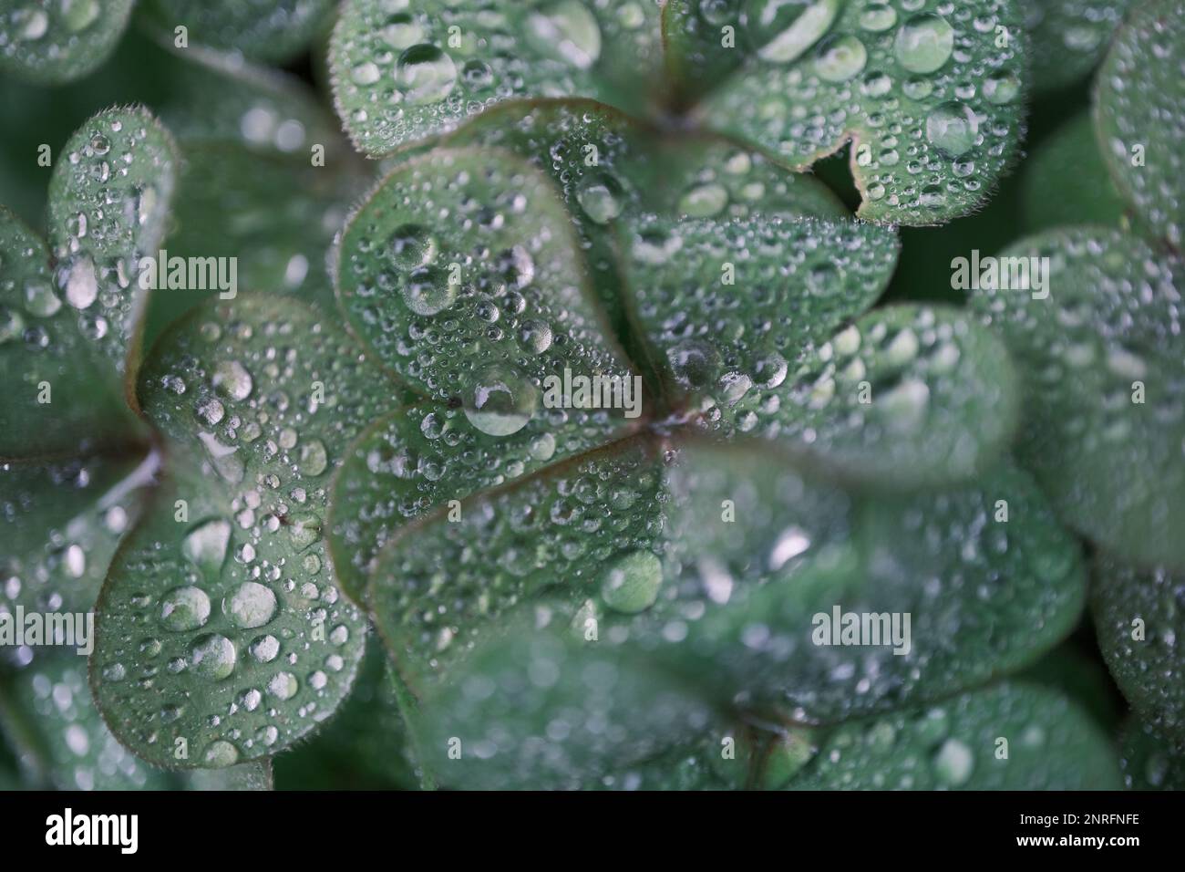 Four-leaf clover covered with water drops Stock Photo