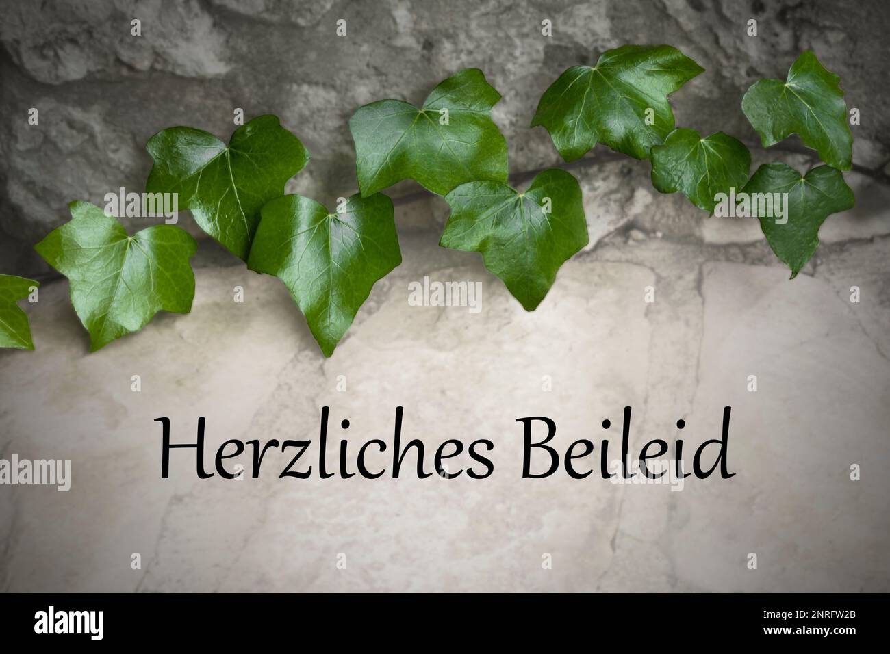 Green ivy on grey stone with german text Herzliches Beileid, meaning: with heartfelt sympathy. Mourning or condolences picture dummy for Germany. Stock Photo