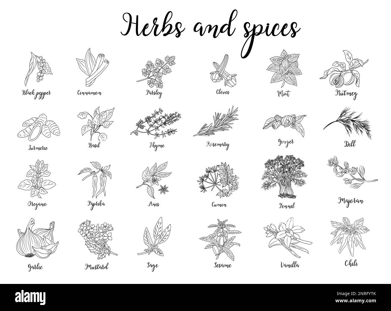 Herbs and spices hand drawn vector illustration. Stock Vector