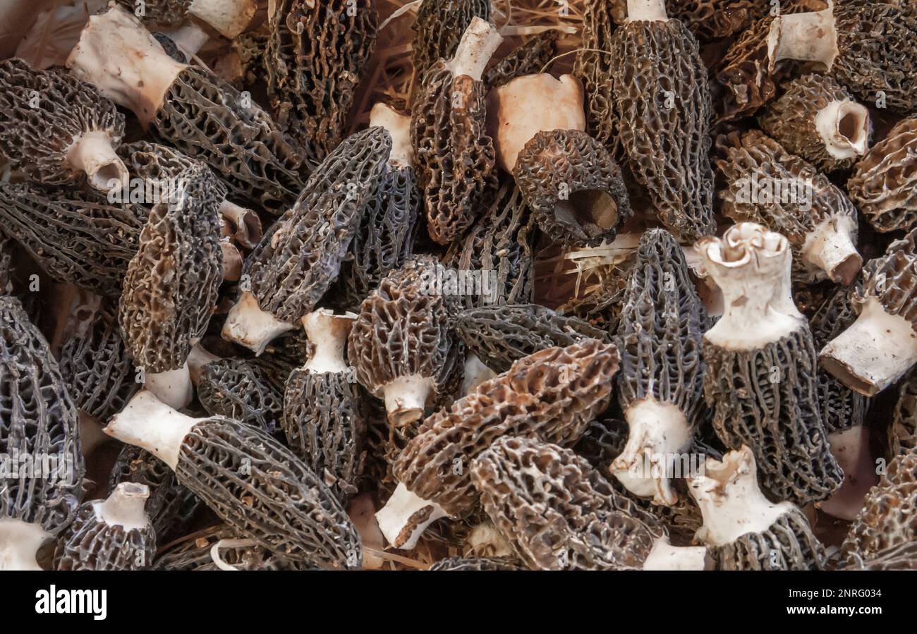Full frame closeup shot showing lots of harvested black morels Stock Photo