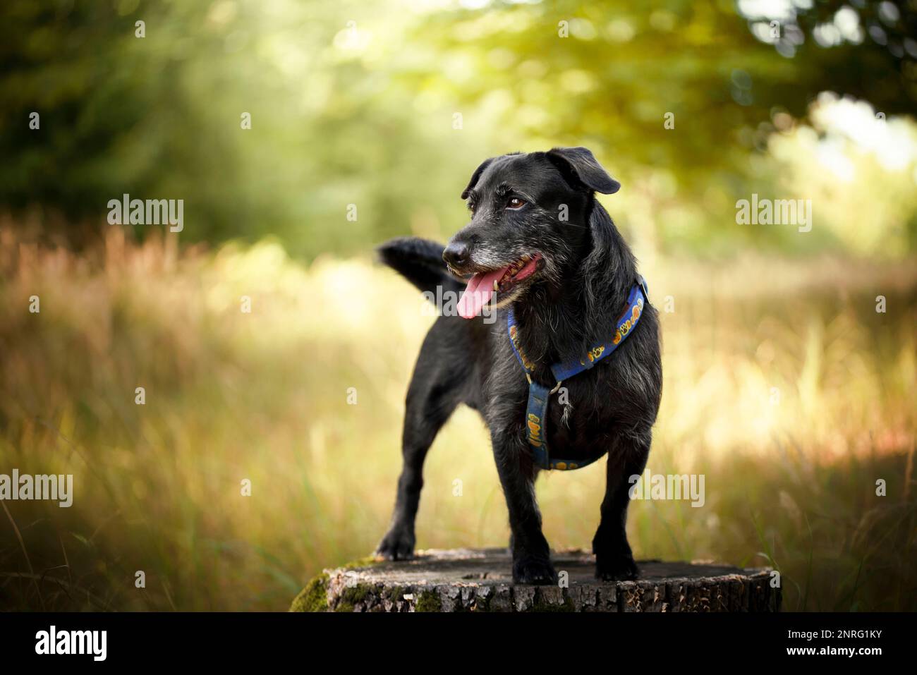 An older dog walking through the woods in spring weather. Stock Photo