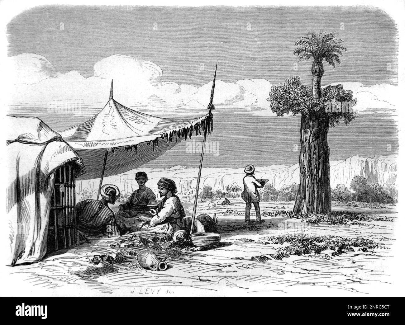 Tree Settlement Parasitic Tree or Strange Palm Tree Growing Out of a Fig Tree in a ...