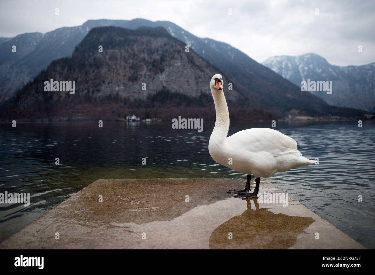 Beautiful swan on Halltstatter see lake near Hallstatt village, Austria Stock Photo