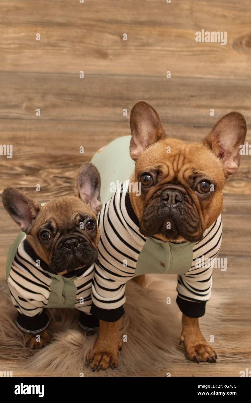 Mother and baby French Bulldog photoshoot being cute barnwood backdrop