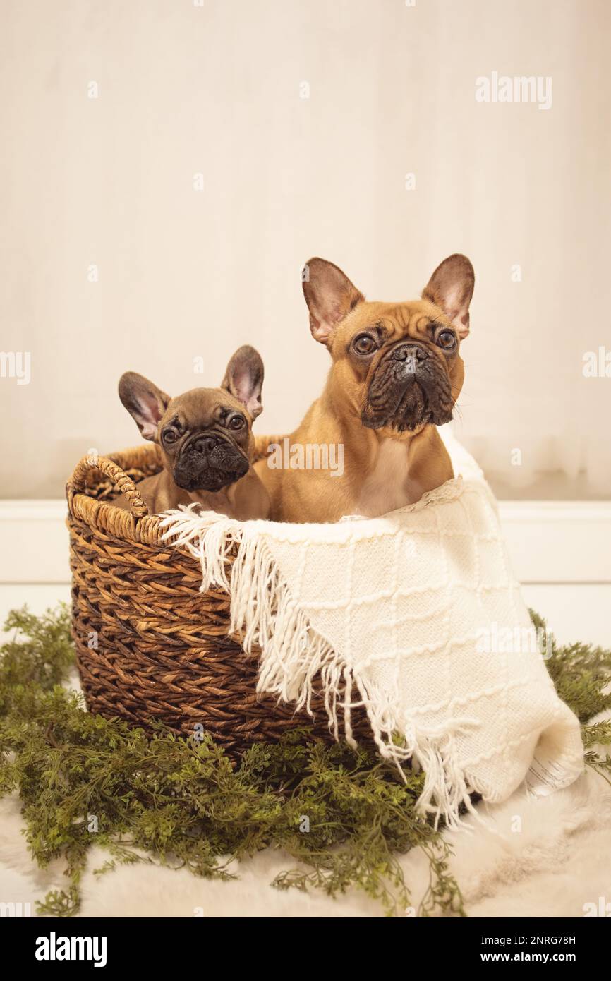 Puppy and mom Dog French Bulldog photoshoot being cute white backdrop Stock Photo
