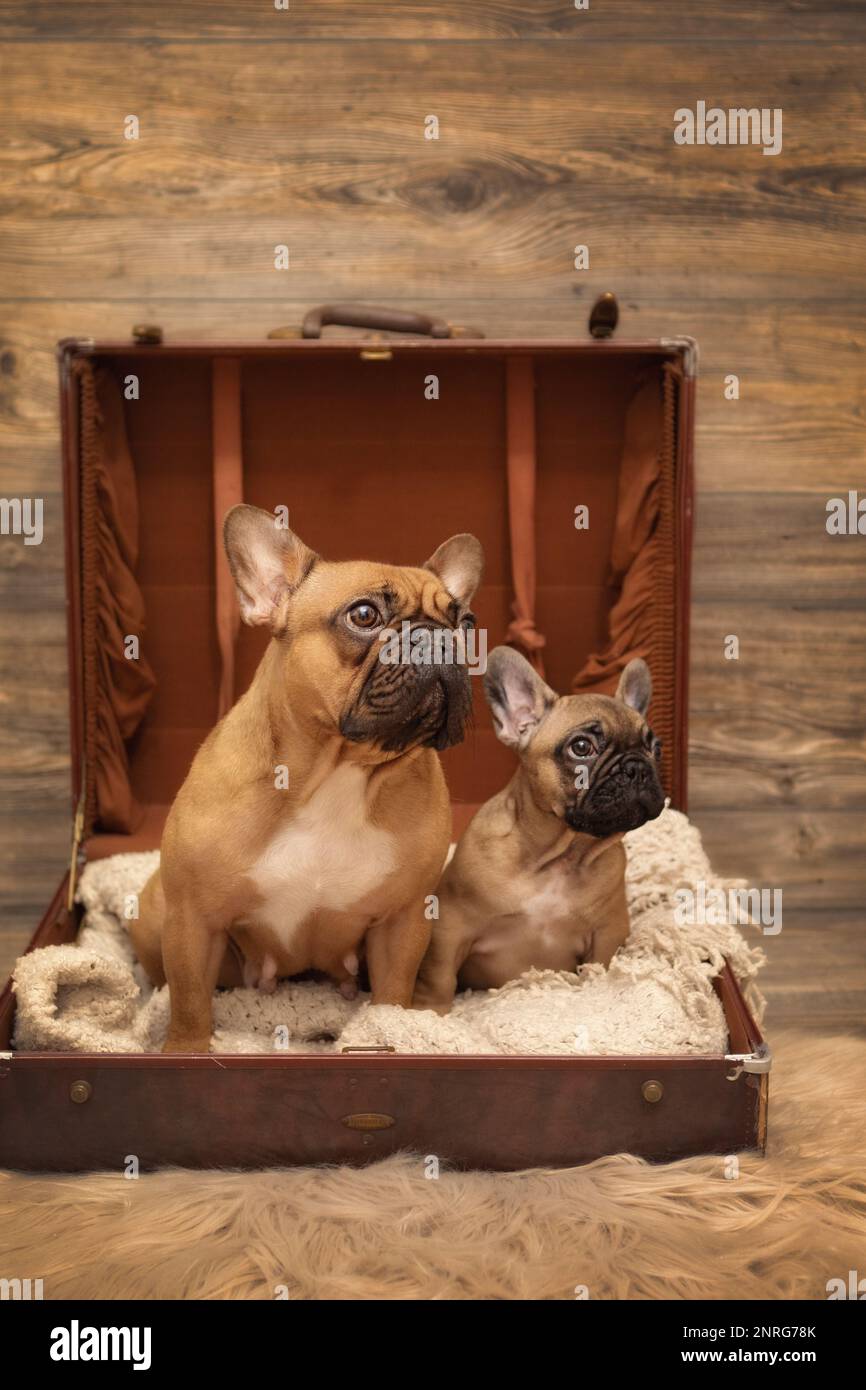 Puppy French Bulldog and momma dog photoshoot being cute in suitcase Stock Photo