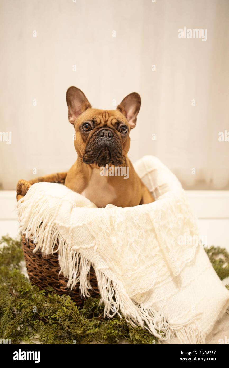 Puppy French Bulldog photoshoot being cute white backdrop Stock Photo