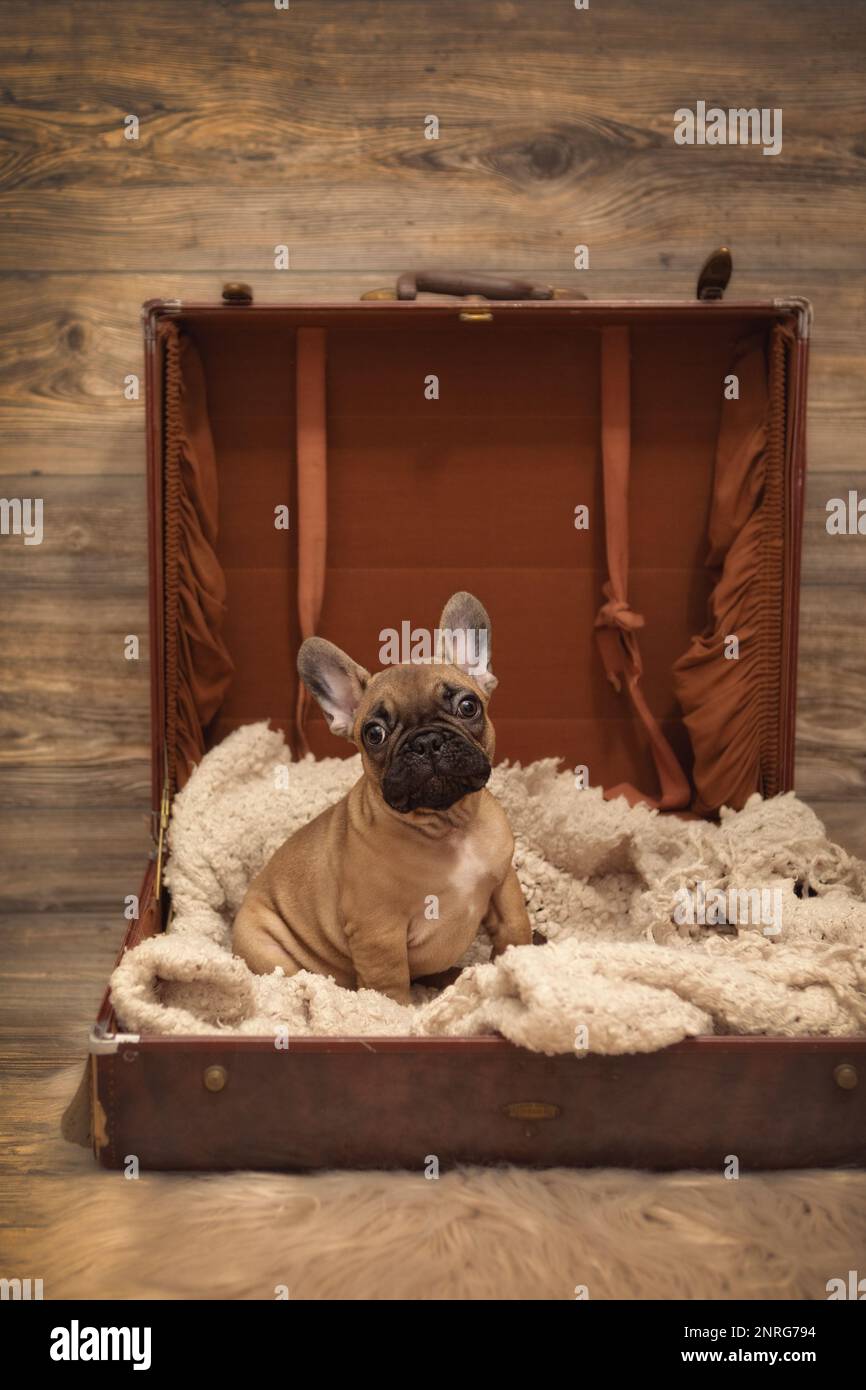 Puppy French Bulldog photoshoot being cute in suitcase Stock Photo Alamy