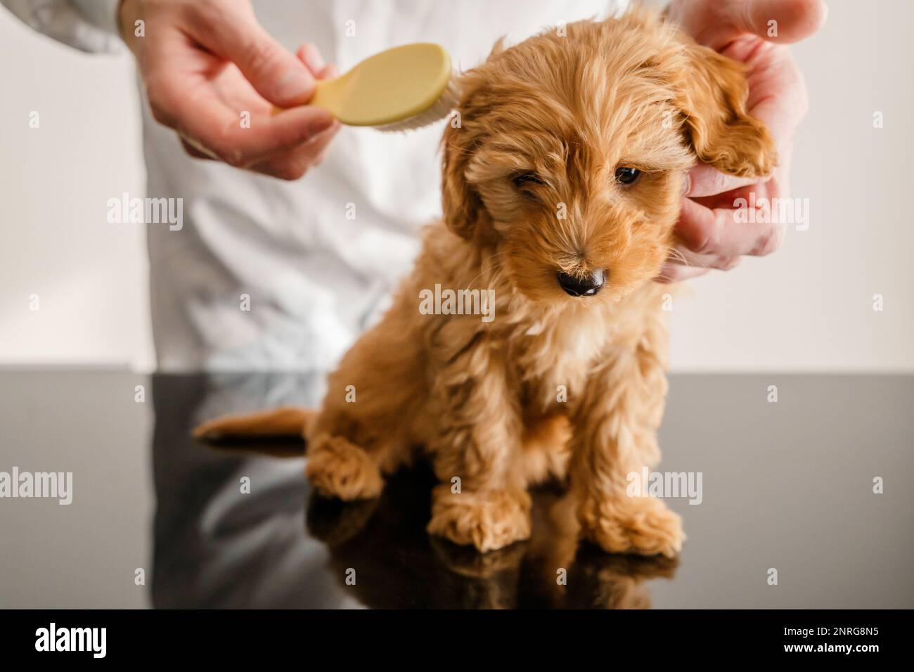 Brushing a Maltipoo puppy. Caring for the coat of a maltipu dog. Stock Photo