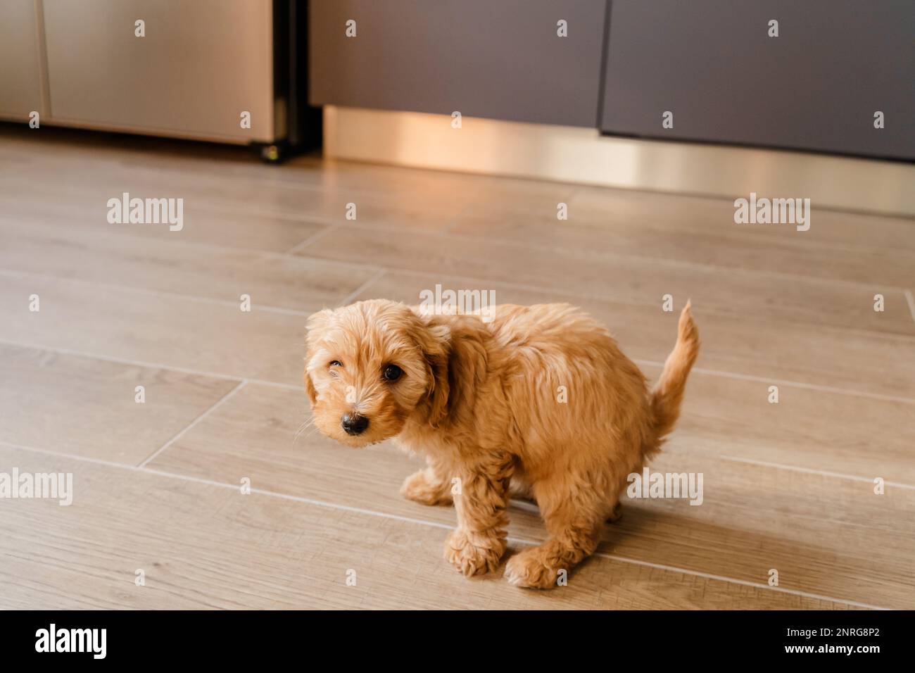 Maltipu pooping on the floor. Toilet training a puppy Stock Photo Alamy