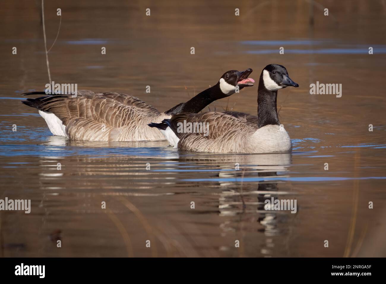 A Canada Goose in Pre-mating Behavior Stock Photo - Alamy